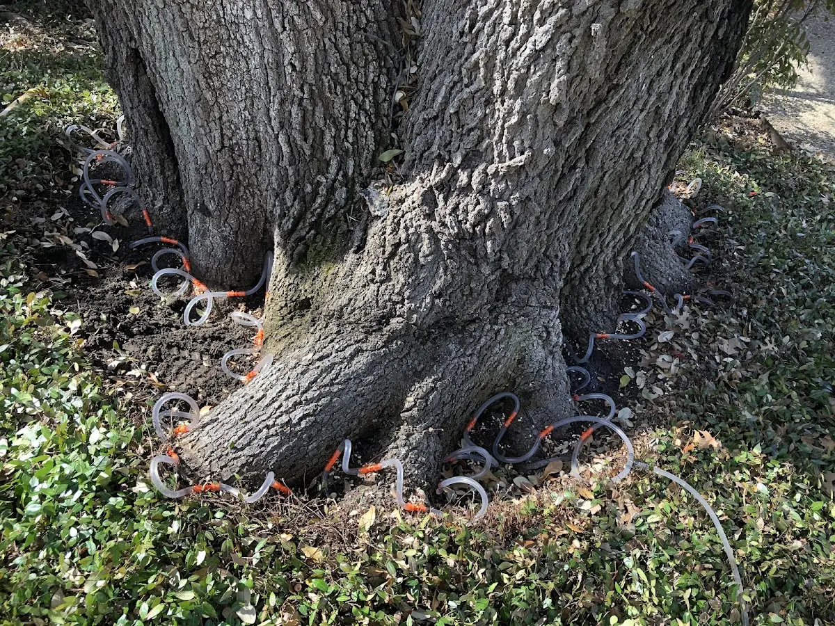 Detailed Tree Cabling and Bracing job site in Moorcroft