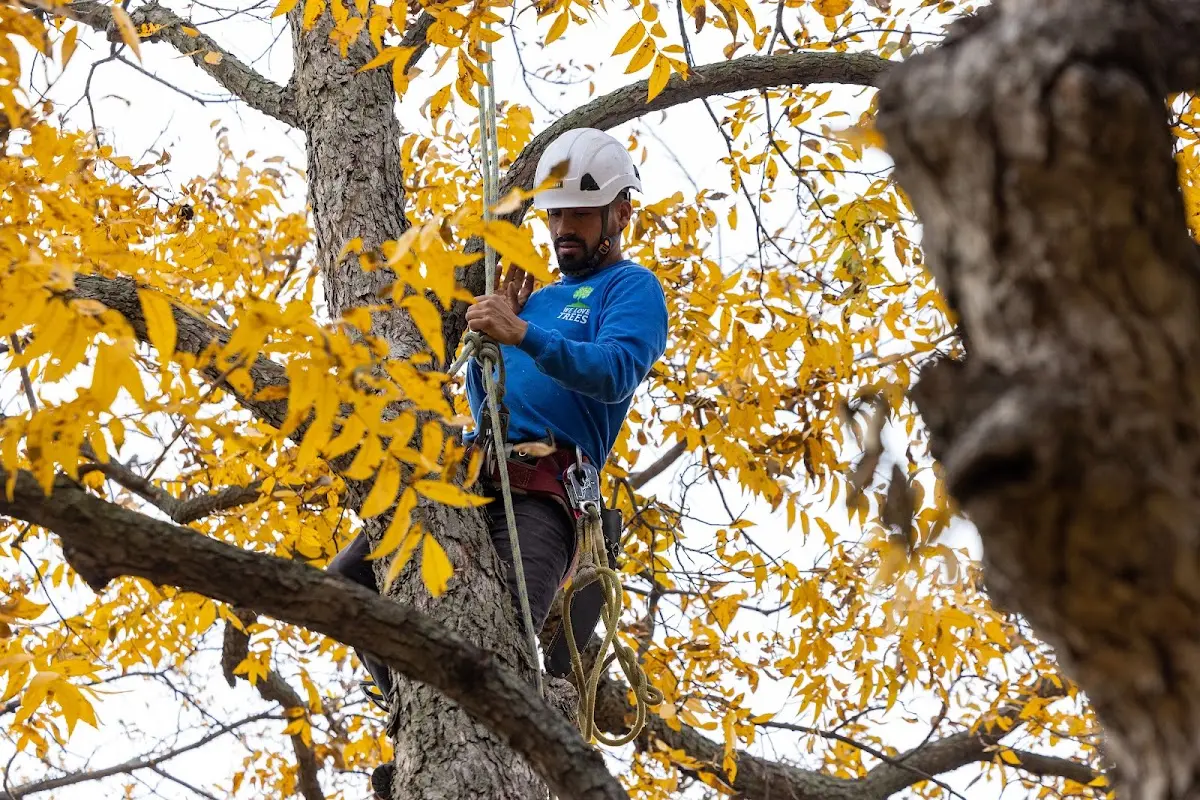 Skilled Tree Trimming crew working in Moorcroft