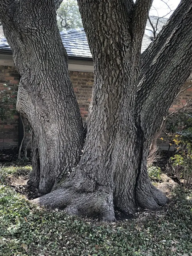 Mature heritage tree close to a Moorcroft property cared for by certified arborists